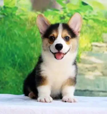 出售纯种柯基幼犬威尔士三色短腿小型家养活体狗狗宠物训练