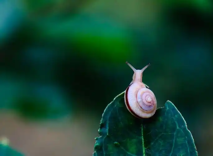 20 偶然看到下过雨后的小蜗牛,想起小时候的儿歌,回想在耳边.
