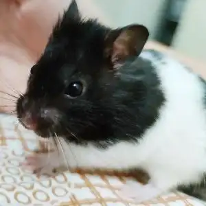 【金丝熊】霸道总裁壁咚我?水壶:我当时害怕极了【牛奶成长纪200302】