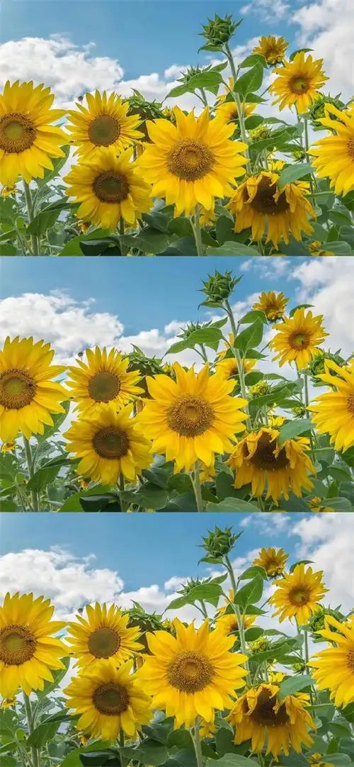 2020抖音最火壁纸图片2020最火手机壁纸