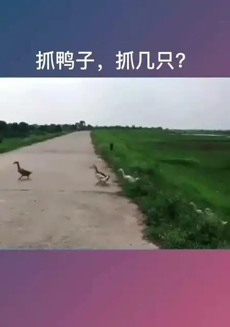 抓鸭子,抓几只抓一亿只抓到了