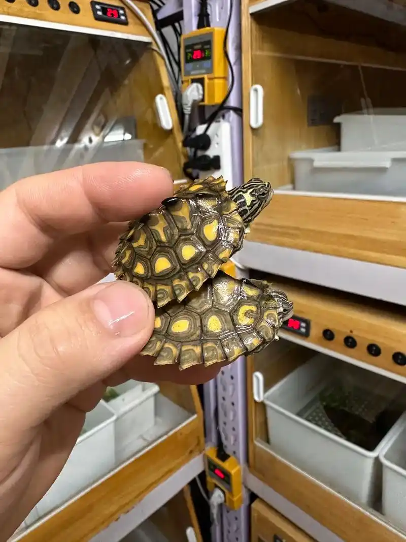 地图龟贵族.有没有龟友会不会分这四种地图,把名字打在评论区# - 抖音