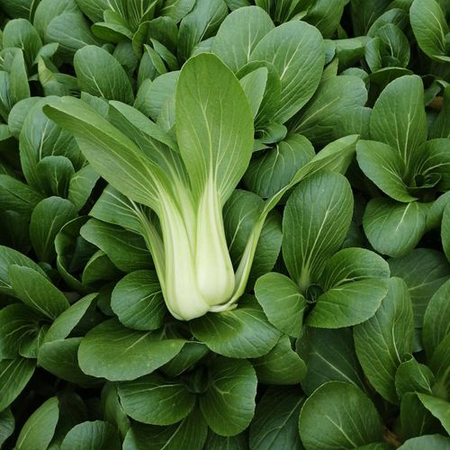苏州青春季蔬菜种子矮脚黑叶大青菜种籽大全四季秋季上海青菜种孑