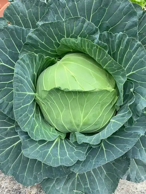 包菜终于可以收获了