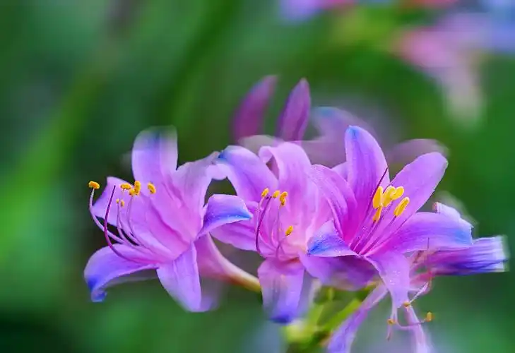 其它 花开不见叶…彼岸花 写美篇彼岸花语: 花开彼岸时,只一团火红