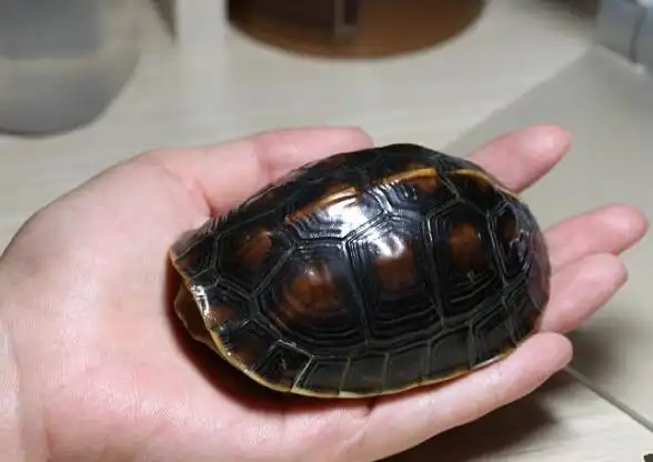 黄缘闭壳龟价格是多少