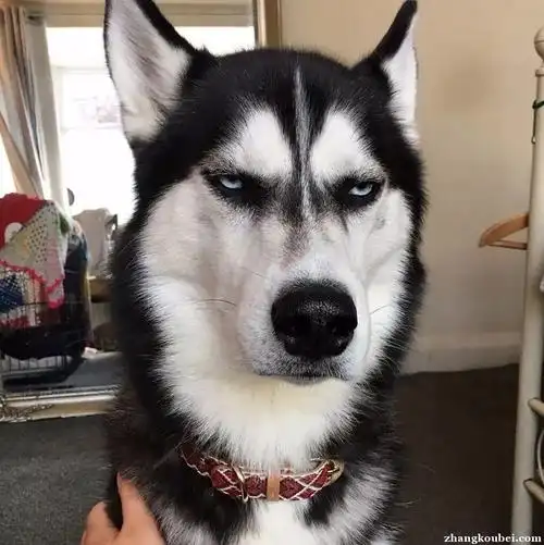 济南去哪买哈士奇 犬舍专业繁殖 品相完美