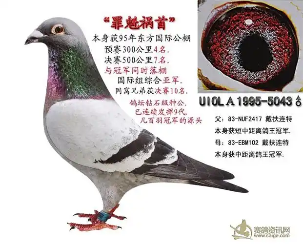 指定季军,区团体冠军03年秋上海市幼鸽特比环三关赛首关400公里,区