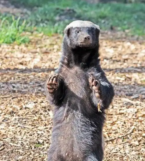 脾气暴躁的平头哥和蛇类的天敌蛇獴究竟谁更厉害