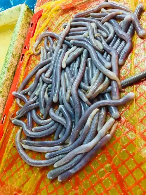 广州的金边龙虱,口感很好,脆甜脆甜的,有点吓人你真的敢吃吗?