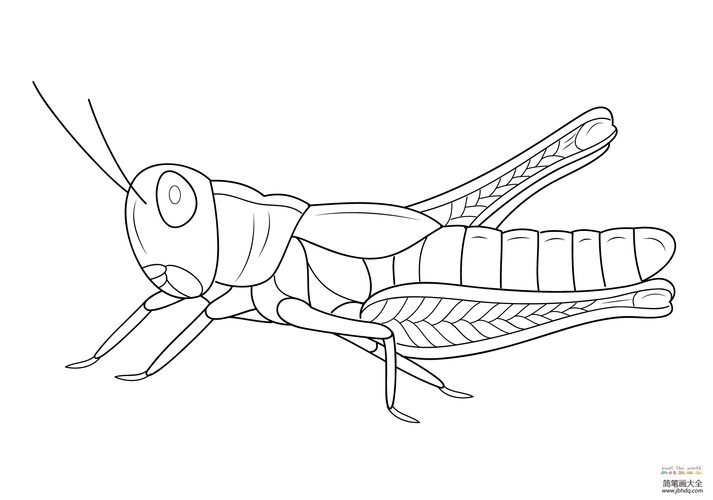 卡通蚱蜢_昆虫简笔画-简笔画大全