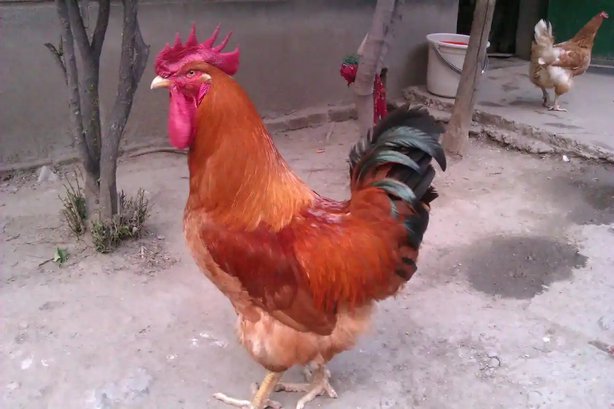 红毛公鸡一只~亲们看看能卖多钱