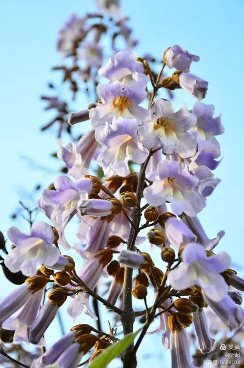 梧桐花开一一 献给母亲节! 2019.5.12