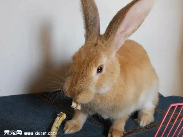 【宠物兔图片】兔子成长图集