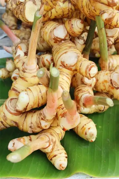 顺丰白皮南姜新鲜南姜高良姜泰国冬阴功汤冬荫功食材500g