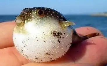 河豚鱼的营养价值