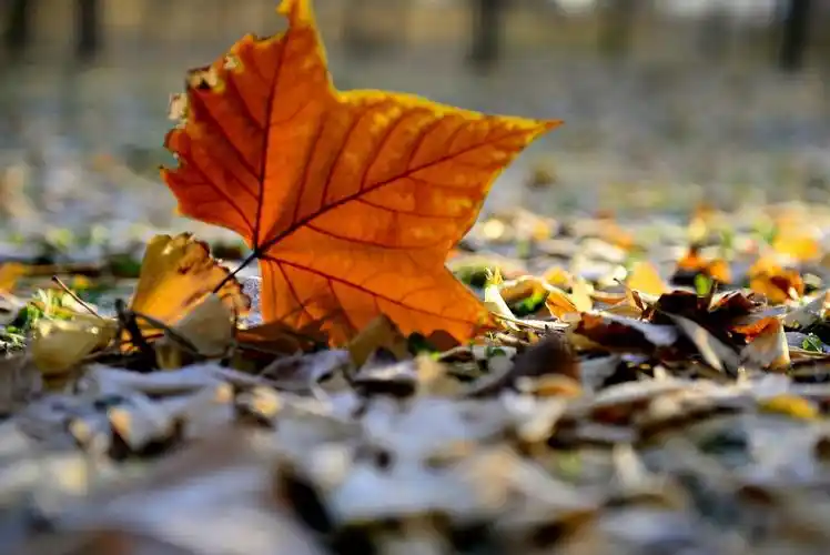 按下快门的瞬间,一阵风过吹起了这片落叶.遂我所愿,落叶飘零虚无踪.