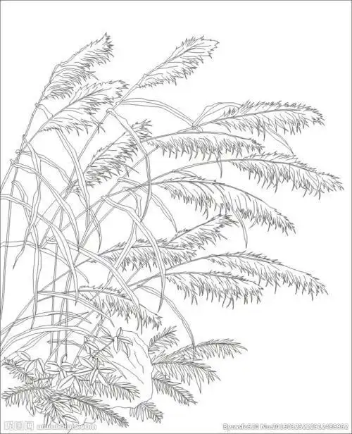 芦苇花的简笔画