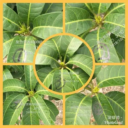 聚合营养在芒果上催花