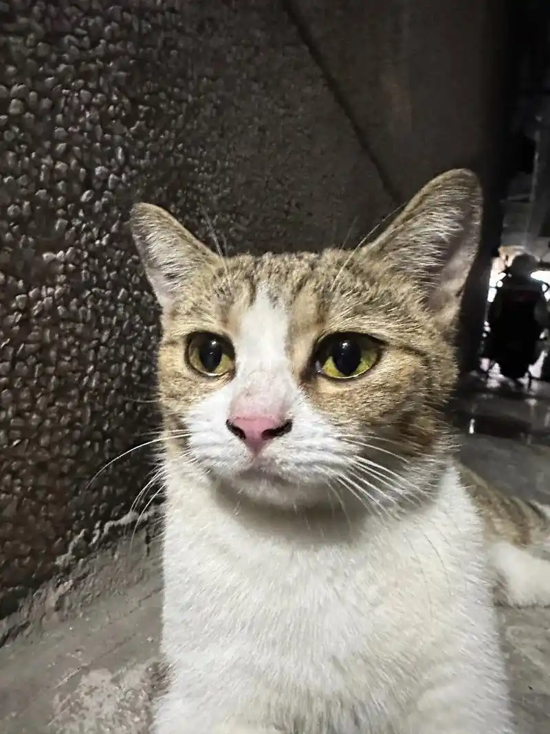 忧伤小猫.家楼下突然来了的一只小猫,猜测是被遗弃的,观察了两 - 抖音