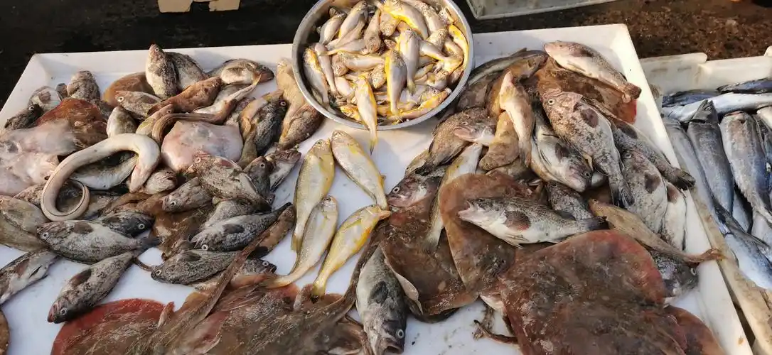 小黄花10元一斤赤甲红35一斤虾爬子25一斤大头鱼5元一斤泸沽虾20一斤