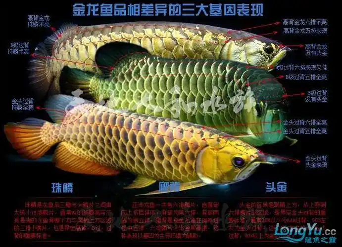 教各位新手如何分辨 高背金龙b过金龙金头过背金龙.