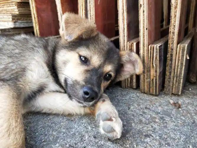 傻狗绑架代替买卖中华田园犬