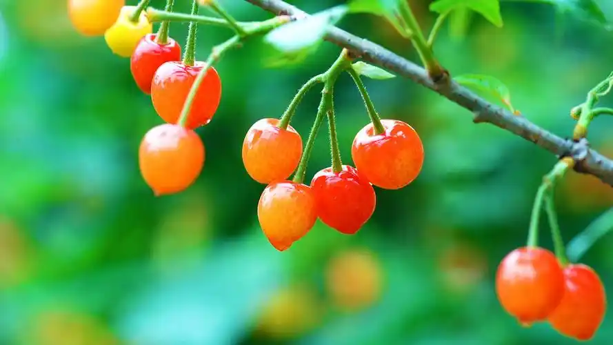 雨后的樱桃诱人高清壁纸