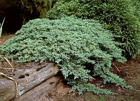 活跃在中国西南山地低矮灌木丛间的金色林鸲鸟活跃在中国西南山地低矮