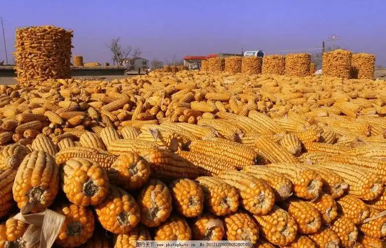 野外谷物不留田,丰收喜悦粮仓满.
