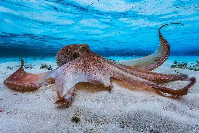 the octopus by gaby barathieu on 500px