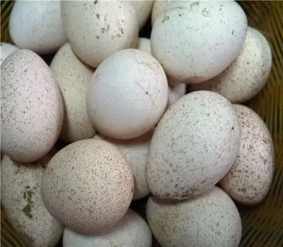 10枚装火鸡蛋受精蛋种蛋可孵化火鸡蛋孵化小鸡青铜火鸡受精蛋