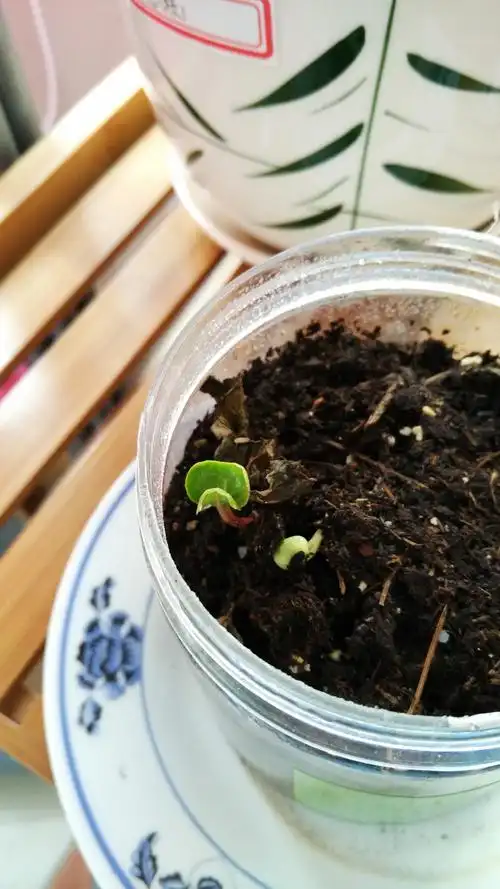 播种的感悟细心呵护静候花开