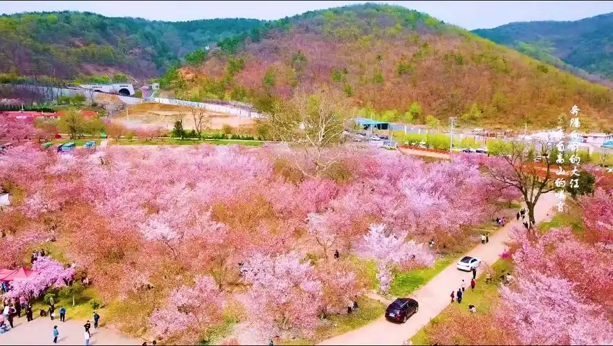 mavicpro航拍大连龙王塘樱花园