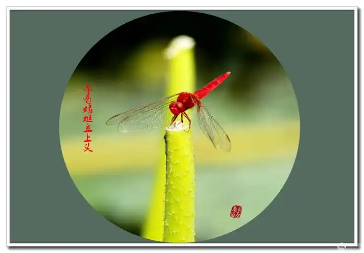 早有蜻蜓立上头