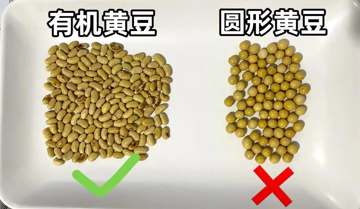 非转基因大豆和转基因大豆的区别.