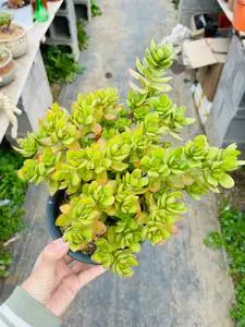 000人付款淘宝多肉精养老桩天狗之舞(含盆)tb5719093