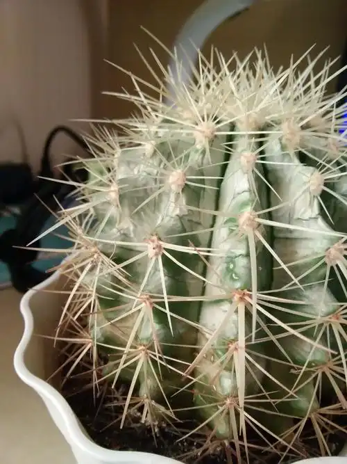 仙人掌发白,根部变黄,这是什么原因?怎么救?