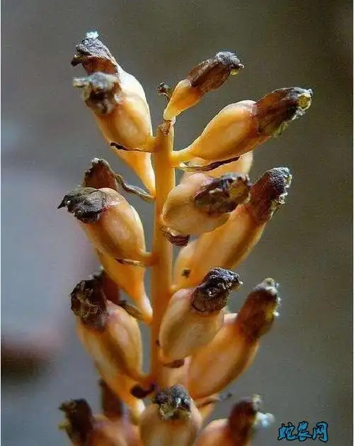 天麻图片天麻植株图片大全鉴赏