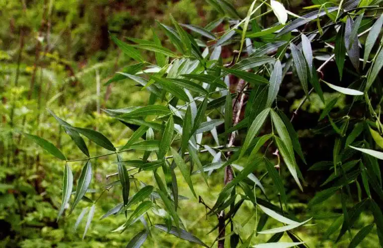 别名:黑骨藤,青香藤,耶松若(彝).