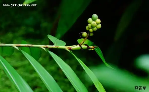 益智的传说故事_植物百科_植物文化_燕雀草(yanquecao.com)