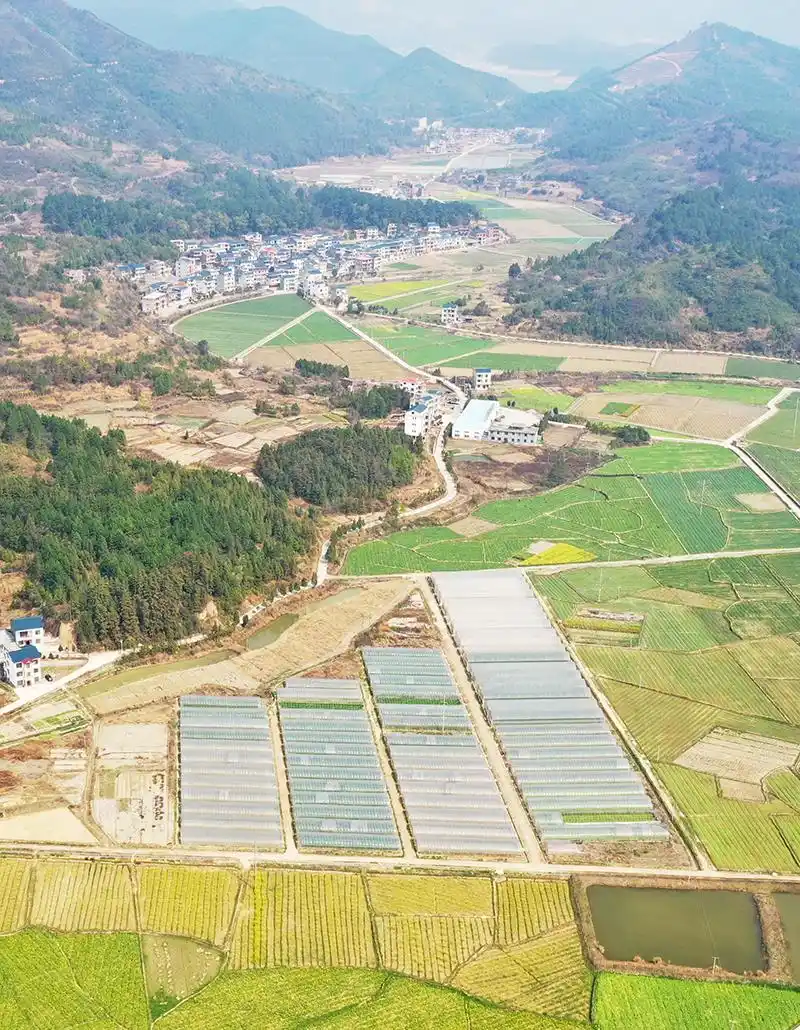 新田:田园春色美如画