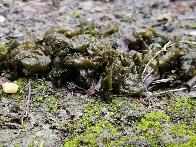 《地衣》 - 摄影师161372423264613 - 图虫