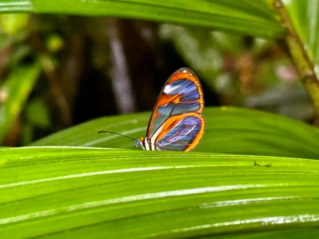 翅膀透明的蝴蝶