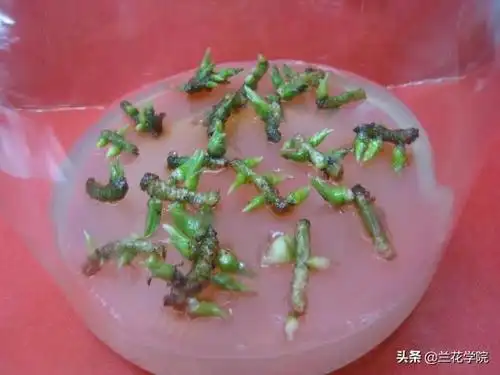 兰花种子千万不要扔了自己动手种一下试试原创首发