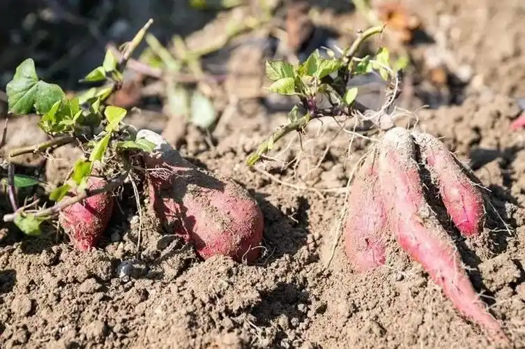 海拔1000米的广西大苗山上一场紫薯产业脱贫正轰烈进行