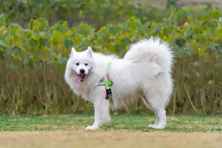 女生为什么不能养萨摩耶?揭秘背后的温柔陷阱与甜蜜挑战!