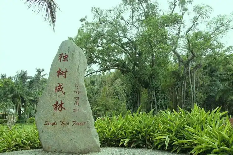 【独树成林】景区,绿树成荫,每一棵树都枝繁叶茂,就像是一片树林.