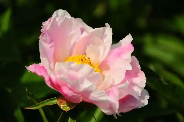 五月花神《芍药花》