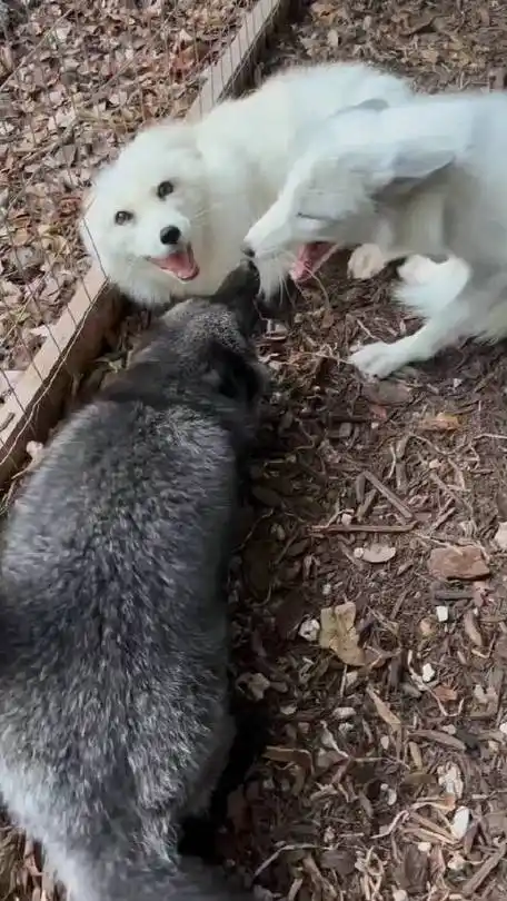 傲娇的白狐狸懒得直视黑狐狸,一旁的另一只白狐狸被冷落无视